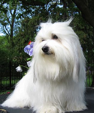 Coton de Tulear